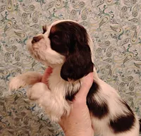 processed/c5c99864-f4f1-4040-b5e3-270dffdb1db1/listing/68ed2fbb-6efc-4c0b-8b12-b64356f323c4/4593b904-4e51-413f-8b3e-ecf5e0fe2bdc