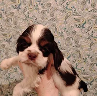 processed/c5c99864-f4f1-4040-b5e3-270dffdb1db1/listing/68ed2fbb-6efc-4c0b-8b12-b64356f323c4/6370b833-b7e8-4b25-8b46-f5b73ee1367e