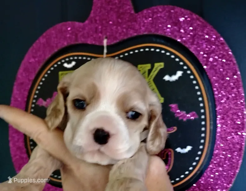 CH sired Gwyn – Cocker Spaniel puppy for sale in Brevard, NC