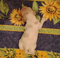 Rio Redwhite, a male Cocker Spaniel for sale in Brevard, NC – 8 of 9