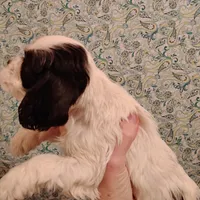 CH sired Blair, a female Cocker Spaniel for sale in Brevard, NC – Photo 3 of 4