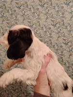 processed/c5c99864-f4f1-4040-b5e3-270dffdb1db1/listing/6dde4c45-ca28-448a-90a9-a30b1c5fbfff/0182ea90-27cf-4d80-aa82-f280d96d70f8