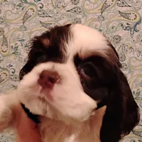 CH sired Blair, a female Cocker Spaniel for sale in Brevard, NC – Photo 2 of 4