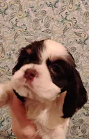 processed/c5c99864-f4f1-4040-b5e3-270dffdb1db1/listing/6dde4c45-ca28-448a-90a9-a30b1c5fbfff/2cb94c3b-42b8-4047-ae39-ad1255cf924a