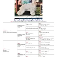 CH sired Blair, a female Cocker Spaniel for sale in Brevard, NC – Photo 4 of 4