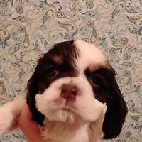 CH sired Blair, a female Cocker Spaniel for sale in Brevard, NC – Photo 1 of 4