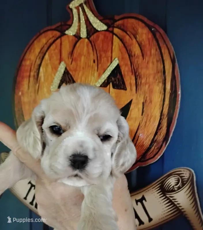 CH Sired Nesta – Cocker Spaniel puppy for sale in Brevard, NC