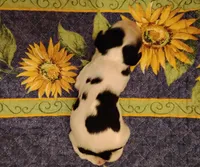 Tessa Tri, a female Cocker Spaniel for sale in Brevard, NC – 8 of 8