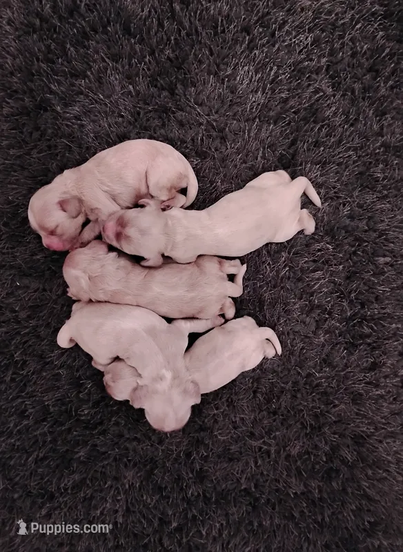 CH Sired Gwyn – Cocker Spaniel puppy for sale in Brevard, NC
