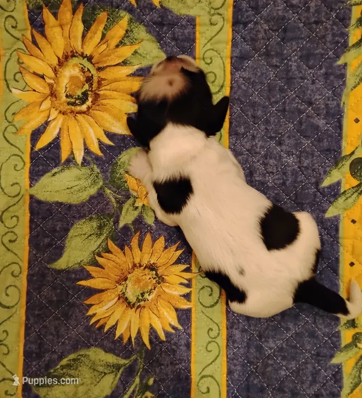 Slade Sableroan – Cocker Spaniel puppy for sale in Brevard, NC