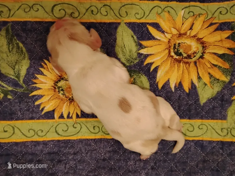 Rowdy Redroan – Cocker Spaniel puppy for sale in Brevard, NC