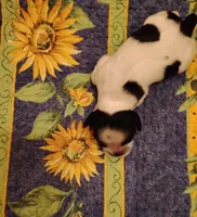 Slade Sableroan, a male Cocker Spaniel for sale in Brevard, NC – 6 of 8