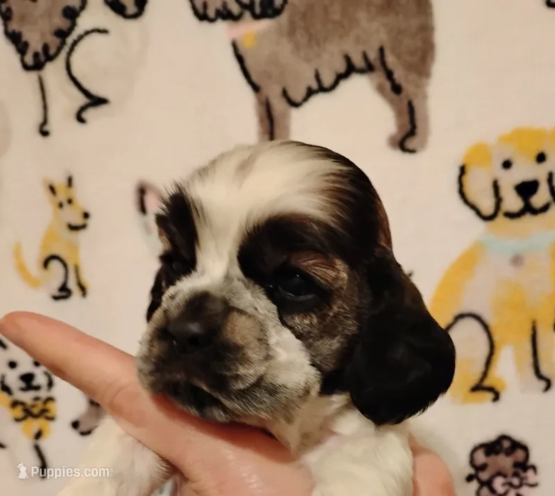 Slade Sableroan – Cocker Spaniel puppy for sale in Brevard, NC