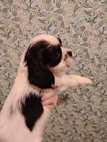 processed/c5c99864-f4f1-4040-b5e3-270dffdb1db1/listing/ae923e6d-59f4-4cf1-a618-11015e54f871/147f20bd-60d3-4659-a29e-dd2df33f1360