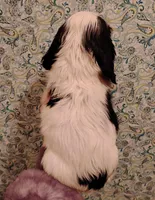 processed/c5c99864-f4f1-4040-b5e3-270dffdb1db1/listing/ae923e6d-59f4-4cf1-a618-11015e54f871/3d78e6dd-31fb-4fb2-a915-fcc561150791