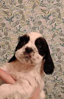 processed/c5c99864-f4f1-4040-b5e3-270dffdb1db1/listing/ae923e6d-59f4-4cf1-a618-11015e54f871/41191e84-521f-4ca5-a9d6-cb53f4a6f675