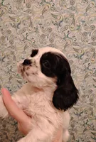 processed/c5c99864-f4f1-4040-b5e3-270dffdb1db1/listing/ae923e6d-59f4-4cf1-a618-11015e54f871/eea044cb-ffd0-48fd-ba8f-847919aed9ce