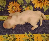 Rio Redwhite, a male Cocker Spaniel for sale in Brevard, NC – 5 of 9