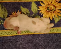 Rowdy Redroan, a male Cocker Spaniel for sale in Brevard, NC – 2 of 7