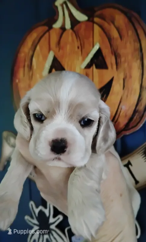 CH sired Elain – Cocker Spaniel puppy for sale in Brevard, NC