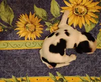 Tessa Tri, a female Cocker Spaniel for sale in Brevard, NC – 4 of 8