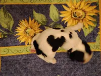 Tessa Tri, a female Cocker Spaniel for sale in Brevard, NC – 7 of 8