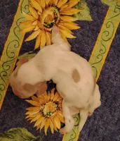 Rowdy Redroan, a male Cocker Spaniel for sale in Brevard, NC – 7 of 7