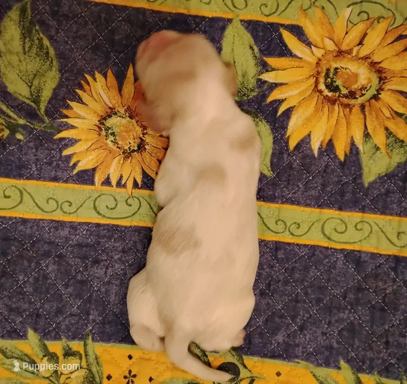 Rio Redwhite – Cocker Spaniel puppy for sale in Brevard, NC