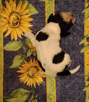 Slade Sableroan, a male Cocker Spaniel for sale in Brevard, NC – 5 of 8