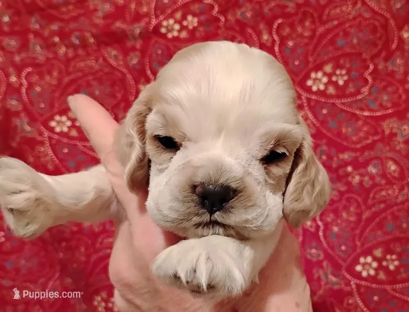 Rowdy Redroan – Cocker Spaniel puppy for sale in Brevard, NC