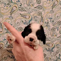 CH sired Alexis, a female Cocker Spaniel for sale in Brevard, NC – Photo 2 of 5