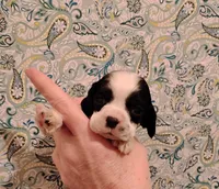 processed/c5c99864-f4f1-4040-b5e3-270dffdb1db1/listing/ee131150-10b1-4b18-93fc-850527fe33f3/5e194fb6-fda9-449c-b4b1-3ca3833a4bb7