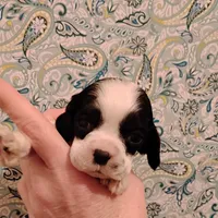 CH sired Alexis, a female Cocker Spaniel for sale in Brevard, NC – Photo 1 of 5