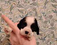 processed/c5c99864-f4f1-4040-b5e3-270dffdb1db1/listing/ee131150-10b1-4b18-93fc-850527fe33f3/be05ac42-2ebd-4e27-967b-5a271ac6de27