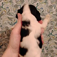 CH sired Alexis, a female Cocker Spaniel for sale in Brevard, NC – Photo 4 of 5