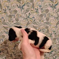 CH sired Alexis, a female Cocker Spaniel for sale in Brevard, NC – Photo 3 of 5