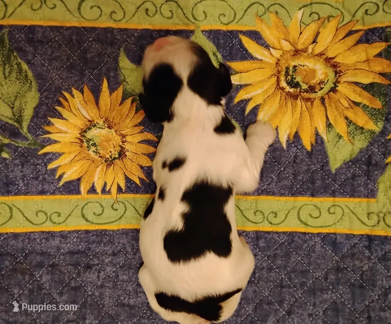 Tessa Tri – Cocker Spaniel puppy for sale in Brevard, NC