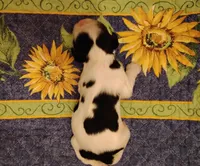 Tessa Tri, a female Cocker Spaniel for sale in Brevard, NC – 1 of 8