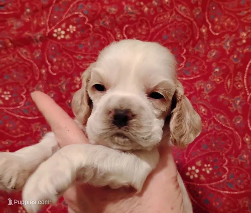 Rio Redroan  – Cocker Spaniel puppy for sale in Brevard, NC