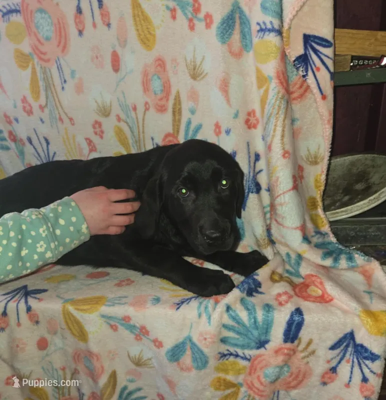 Aqua collar – Labrador Retriever puppy for sale in Monticello, ME