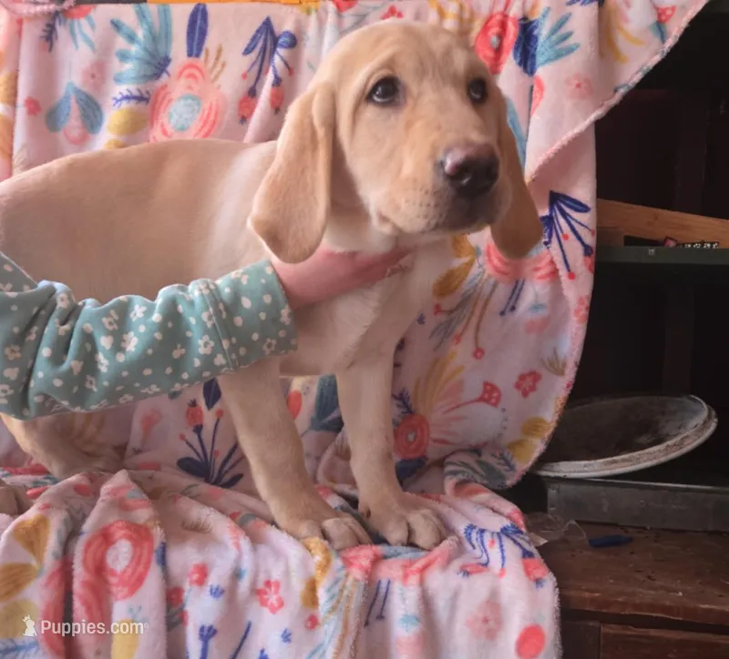 Pink collar – Labrador Retriever puppy for sale in Monticello, ME