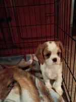 Tommy , a male Cavalier King Charles Spaniel for sale in Tarentum, PA – 4 of 5