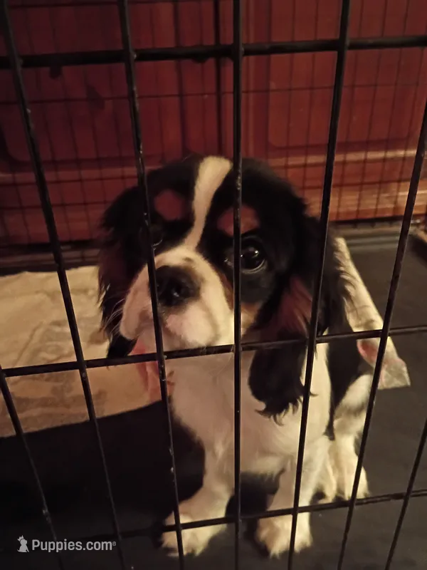 Tony – Cavalier King Charles Spaniel puppy for sale in Tarentum, PA