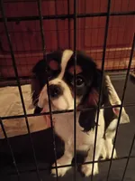 Tony, a male Cavalier King Charles Spaniel for sale in Tarentum, PA – 1 of 7