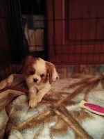 Patches, a female Cavalier King Charles Spaniel for sale in Tarentum, PA – 2 of 3