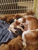 George, a male Cavalier King Charles Spaniel for sale in Tarentum, PA – Photo 1 of 3