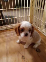 George, a male Cavalier King Charles Spaniel for sale in Tarentum, PA – Photo 3 of 3
