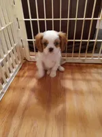 George, a male Cavalier King Charles Spaniel for sale in Tarentum, PA – Photo 2 of 3