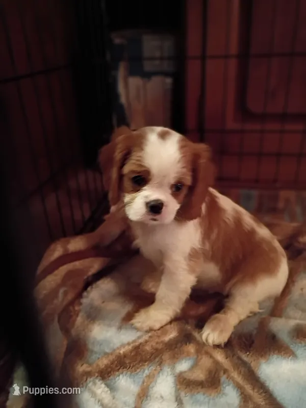 Tommy  – Cavalier King Charles Spaniel puppy for sale in Tarentum, PA