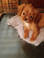 Sugarfoot, a female Cavalier King Charles Spaniel for sale in Tarentum, PA – Photo 8 of 8